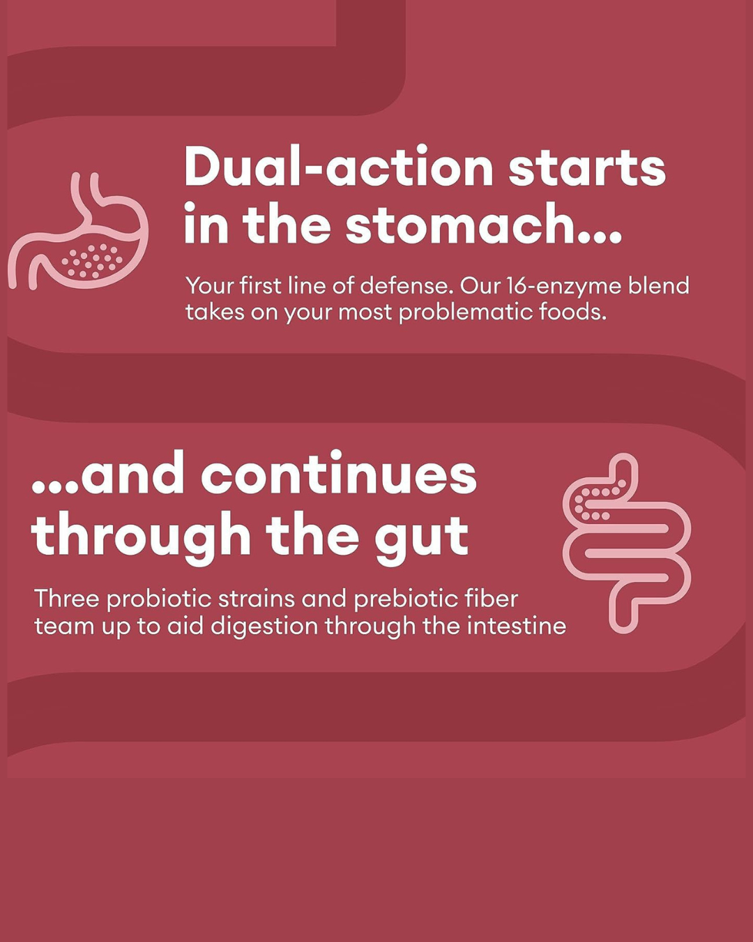 Digestive Enzymes